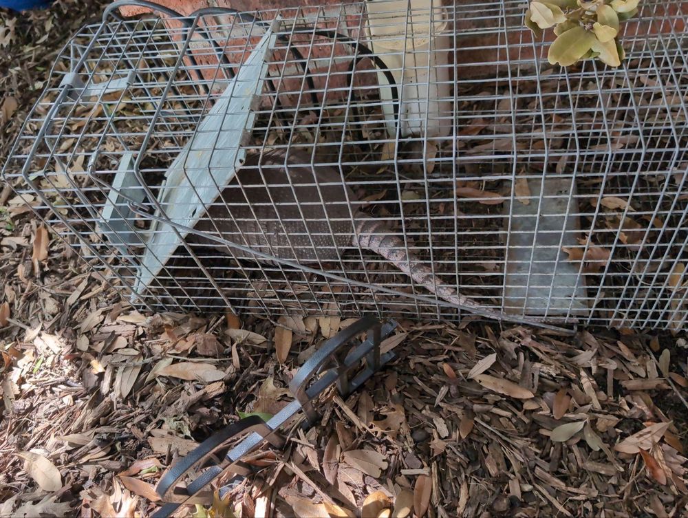 Our pest control service ensures a safe, pest-free home by effectively targeting and eliminating unwanted insects and rodents, providing peace of mind for homeowners with environmentally friendly solutions. for Topper's Wildlife Removal in Garland, TX