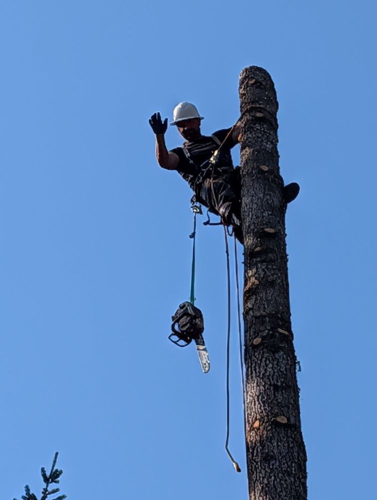 All Photos for Clippys Tree Pros in Stayton, OR