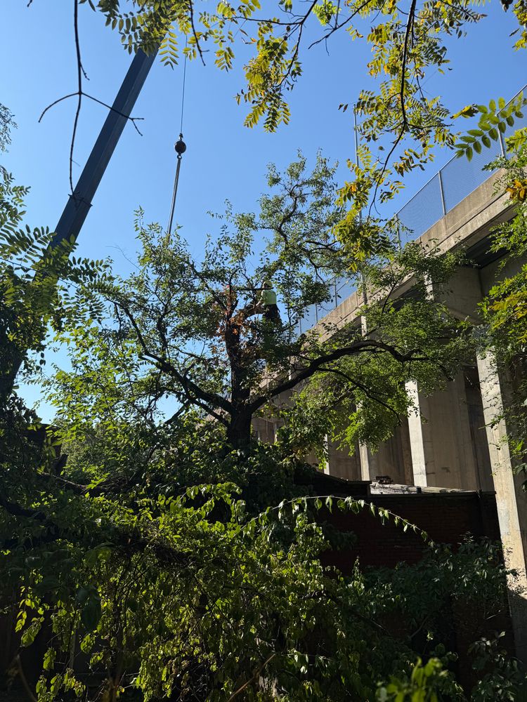 All Photos for TLC Professional Tree Service in Bedford, TX