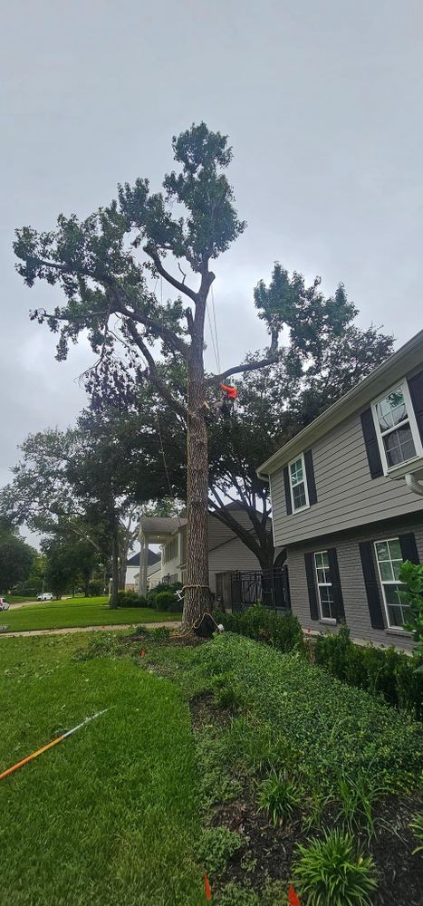 All Photos for Servin's Tree Care  in Houston, TX