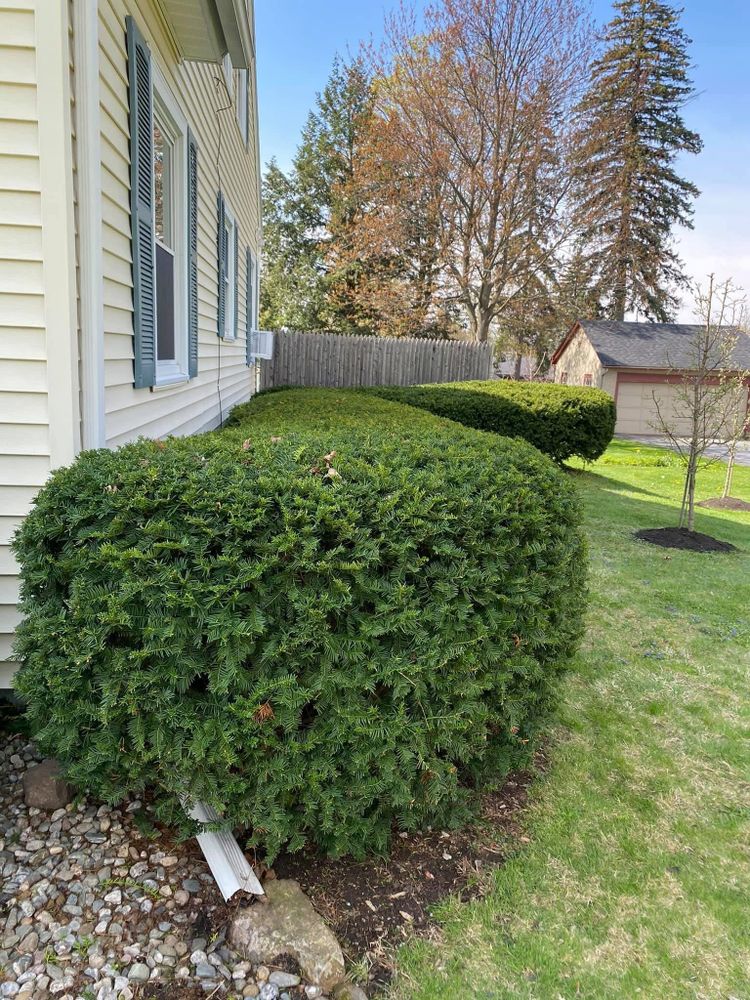 Our expert Tree Removal and Hedge Trimming service ensures your landscape stays safe, beautiful, and well-maintained. Trust our skilled team to efficiently handle your greenery needs with precision and care. for Bishop’s Property Maintenance in Franklin, VT