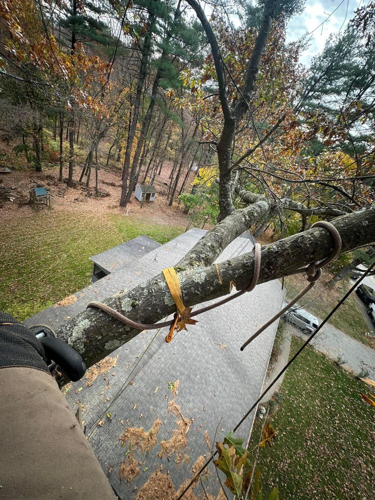 All Photos for Leaf and Limb in Townsend, MA