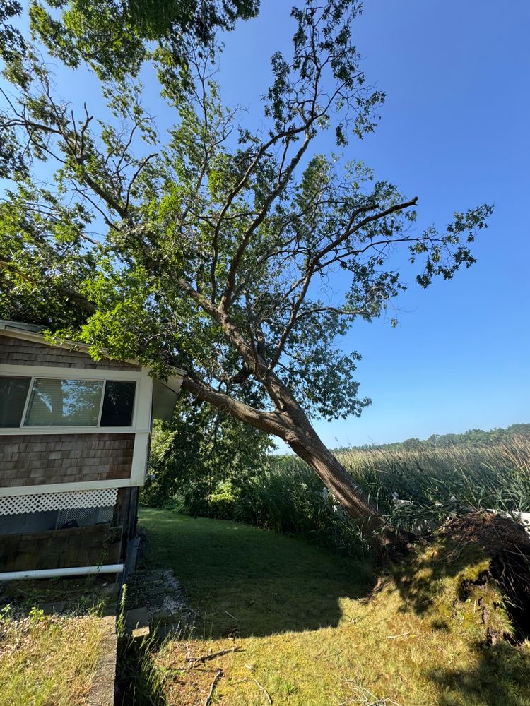 All Photos for Robery's Tree Service in West Wareham, MA