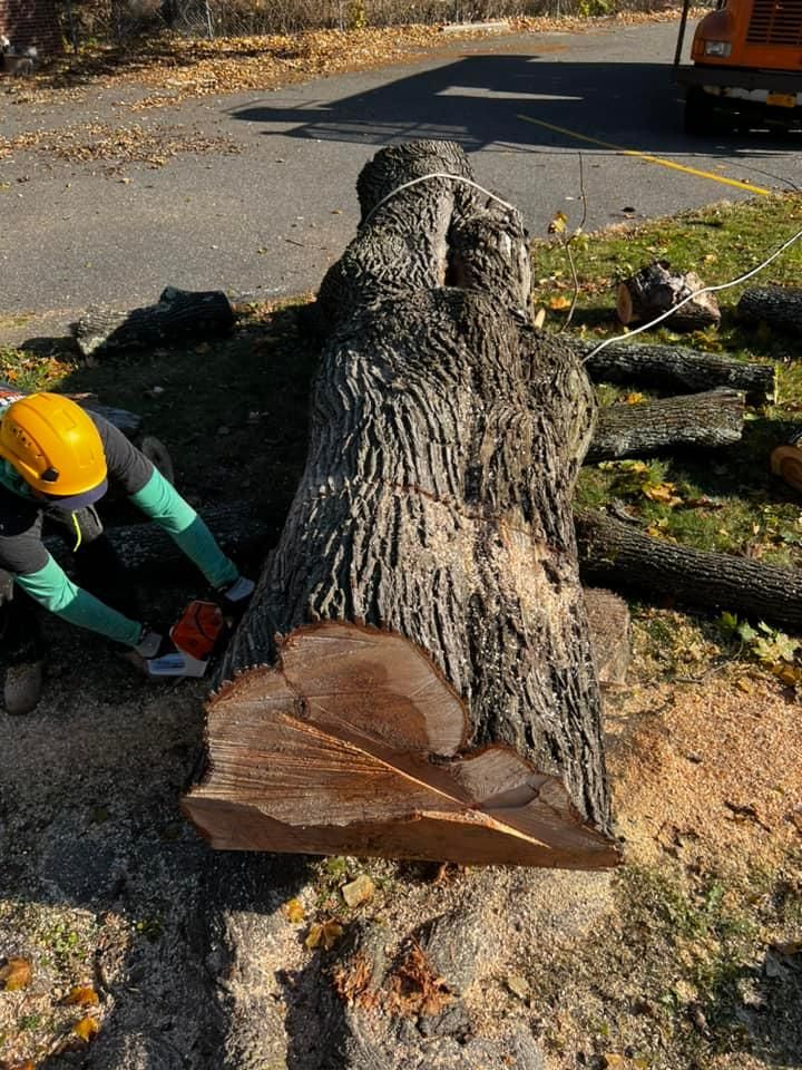 All Photos for Gold Coast Tree Experts in Nassau County, NY
