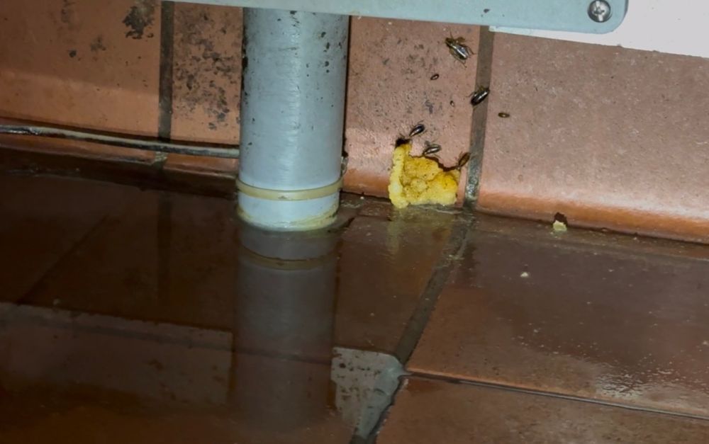 Commercial Pest Control  for All-In Pest Control & Home Solutions in Greene County, IN