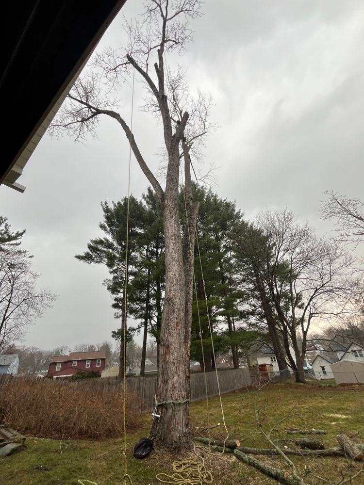 Tree Removal for Licensed to Cut Tree Service in Athens, PA