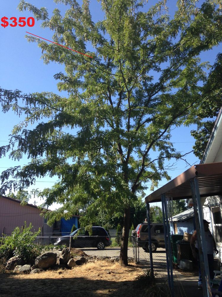 Tree Removal for IOL TREE EXPERTS in Spokane Valley, WA