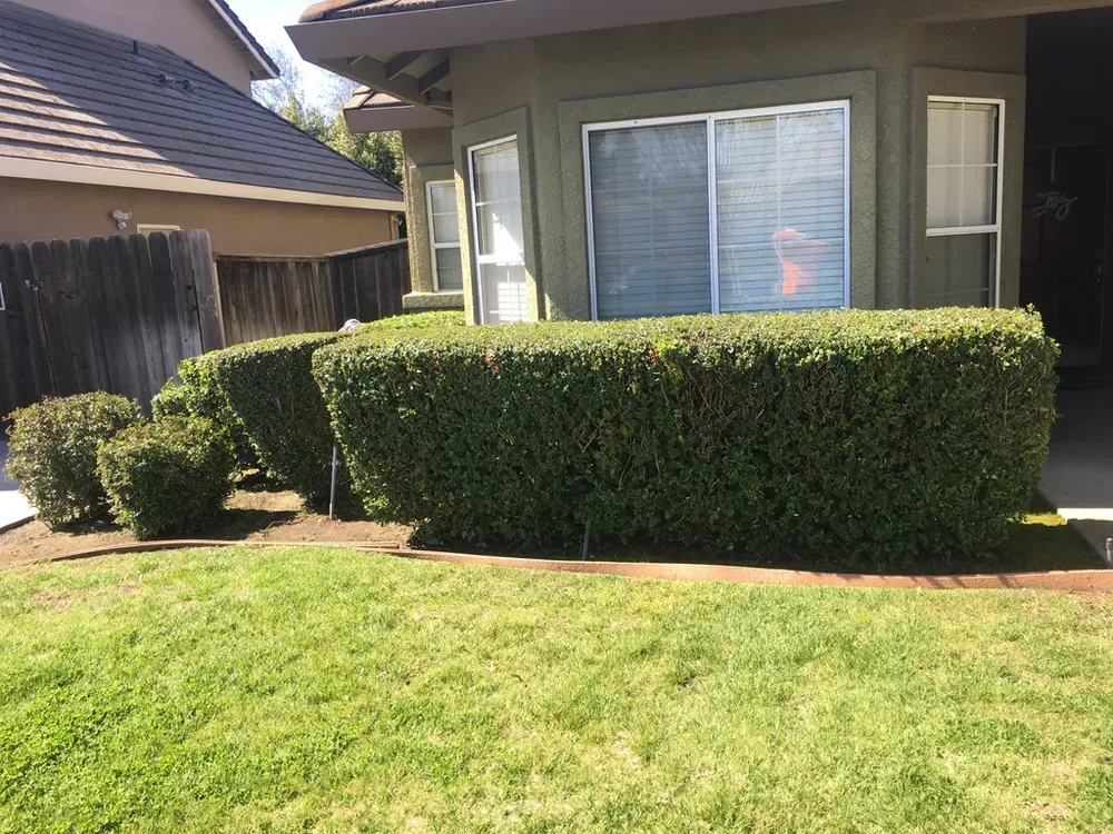 Our professional Shrub Trimming service helps maintain the health and aesthetics of your garden by expertly pruning and shaping bushes, ensuring a well-manicured landscape that enhances your home's curb appeal. for AG Landscaping in Lodi, CA