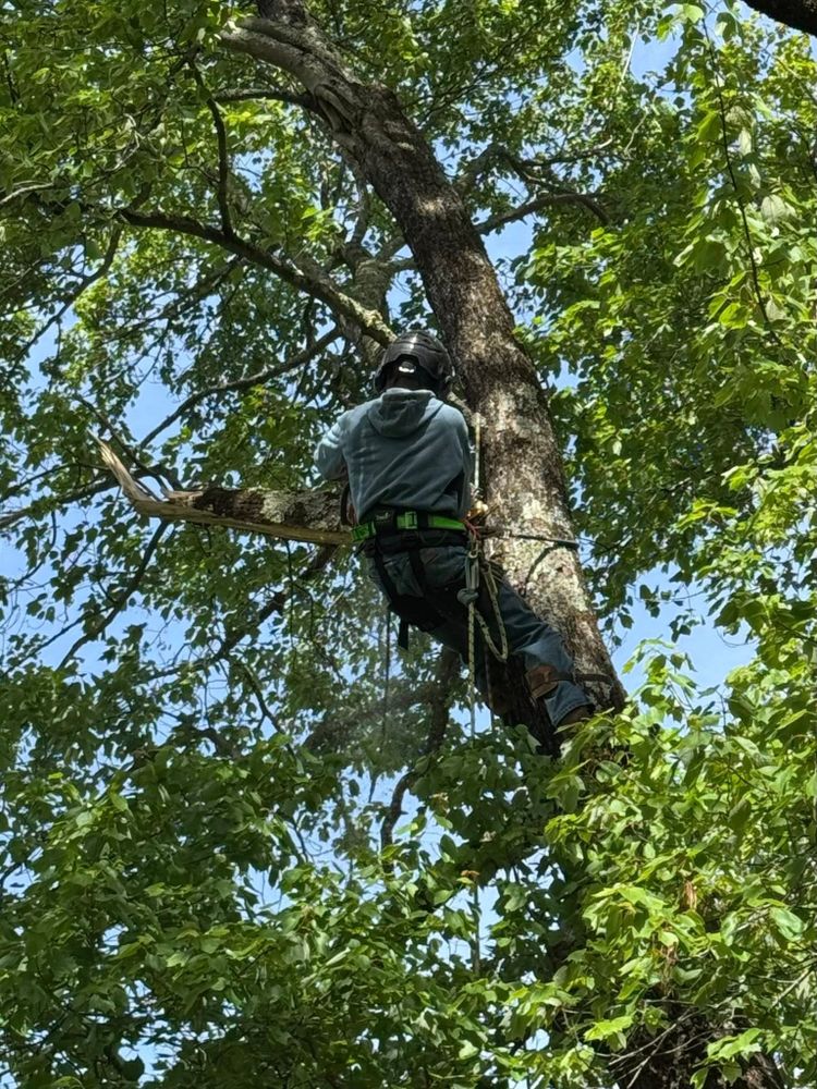 Ramirez Tree Care team in Elkin, NC - people or person