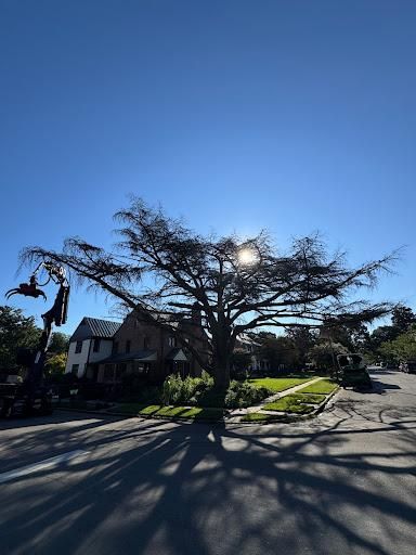 All Photos for Rawls Tree Care in Richmond, VA