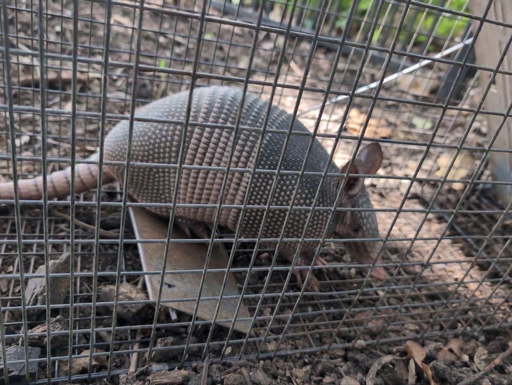 All Photos for Topper's Wildlife Removal in Garland, TX