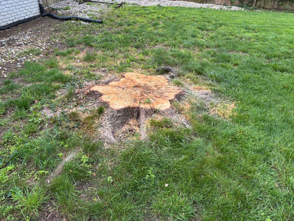 All Photos for Conrad's Stump Removal in Columbus, IN