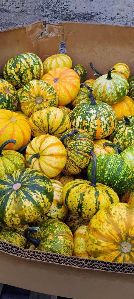 All Photos for BAM Another Pinestraw Lot in Flowery Branch, GA