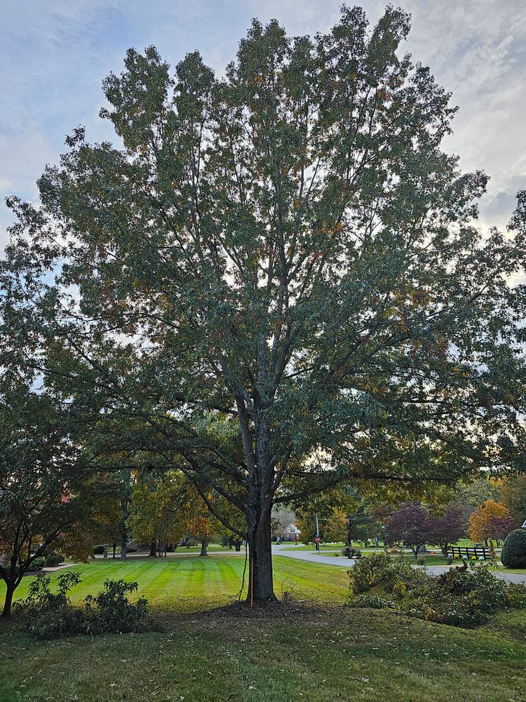 Tree Trims for Affordable Tree Service TN in White House, TN