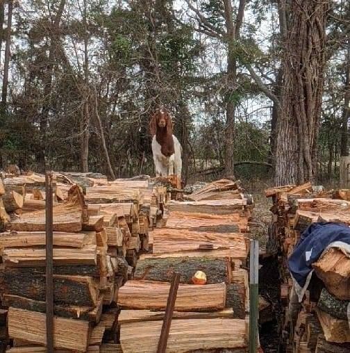 Tree Removal for Best Price Tree Service in Hallsville, TX