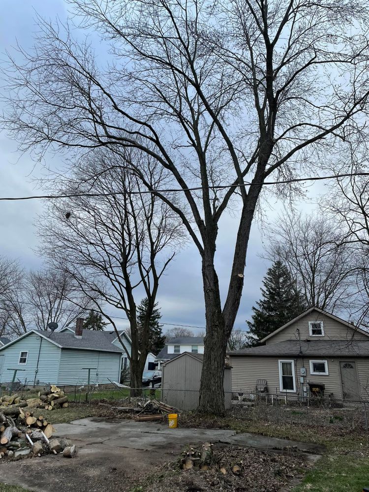 Tree Removal for General State Property Maintenance in New Haven, IN