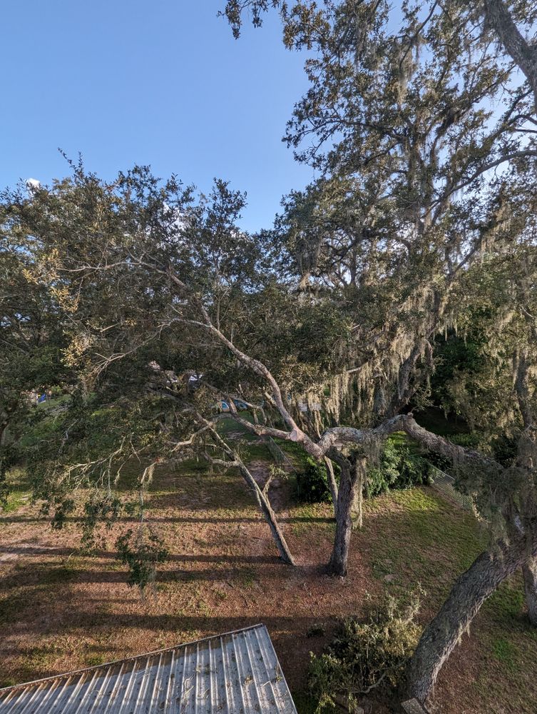 All Photos for Regal Tree Service and Stump Grinding in Wauchula, FL