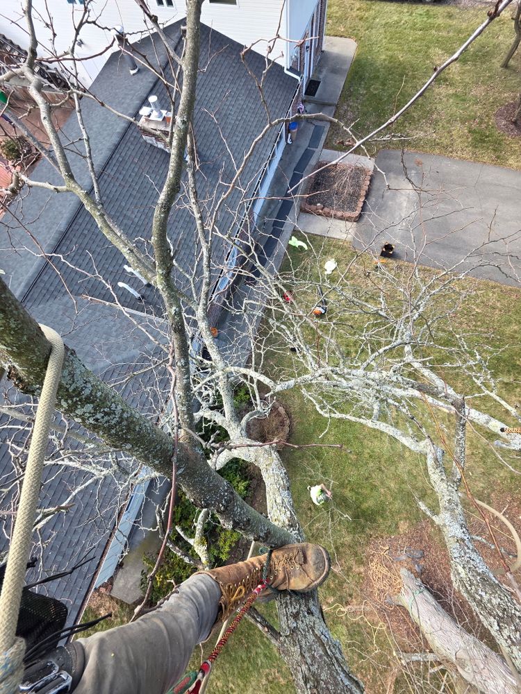 All Photos for Licensed to Cut Tree Service in Athens, PA