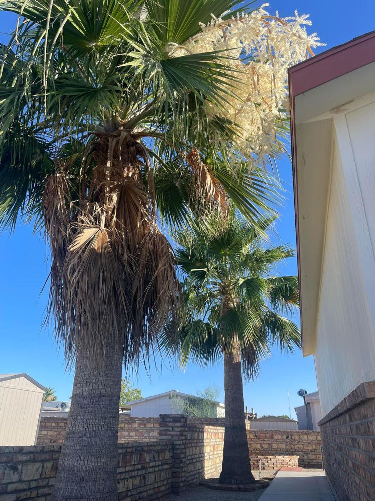 All Photos for Oliver L. Palm & Tree services in Yuma County, AZ