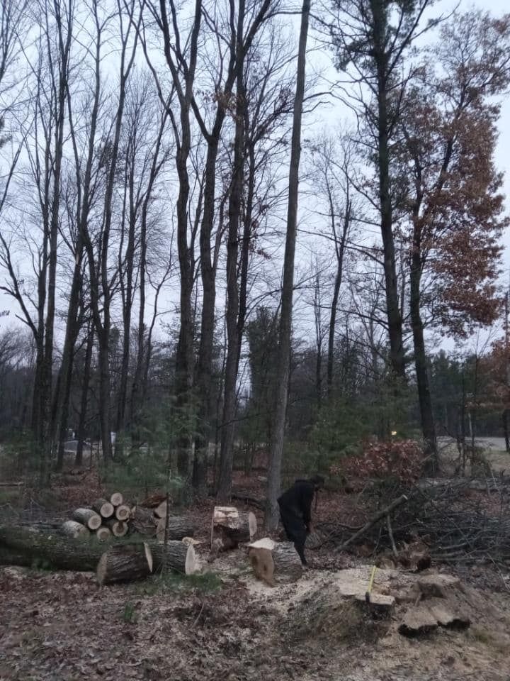 Tree Removal for A.M. Forestry LLC in Nekoosa, WI