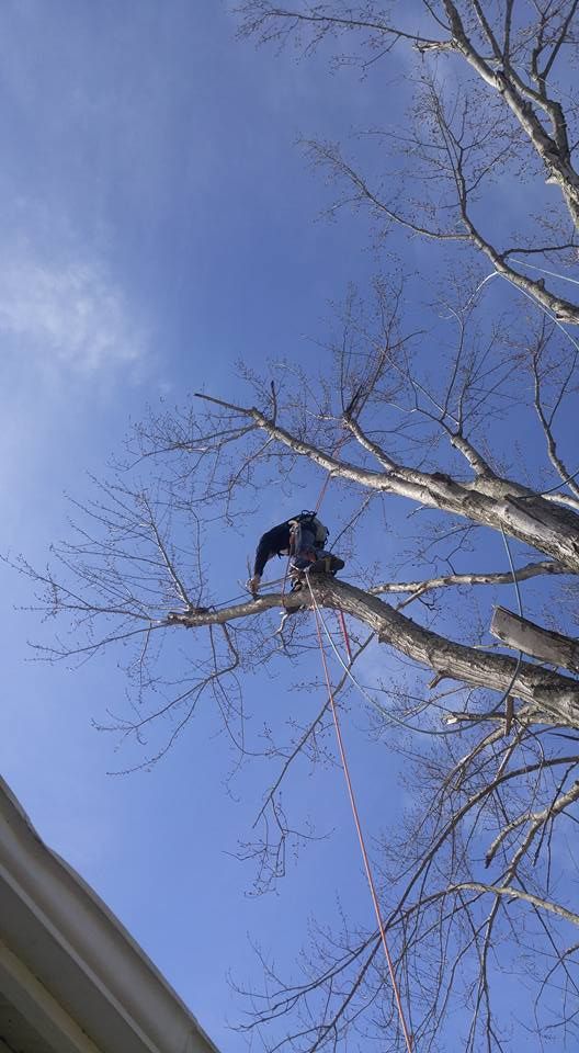 Tree Removal for Lightning Tree Service in Corydon, IN