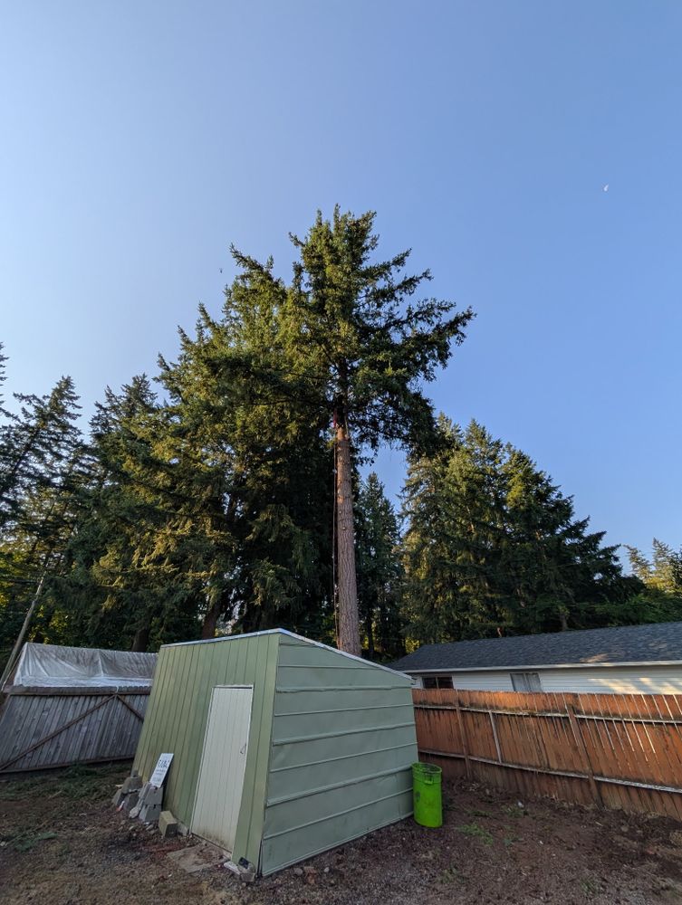 All Photos for Clippys Tree Pros in Stayton, OR
