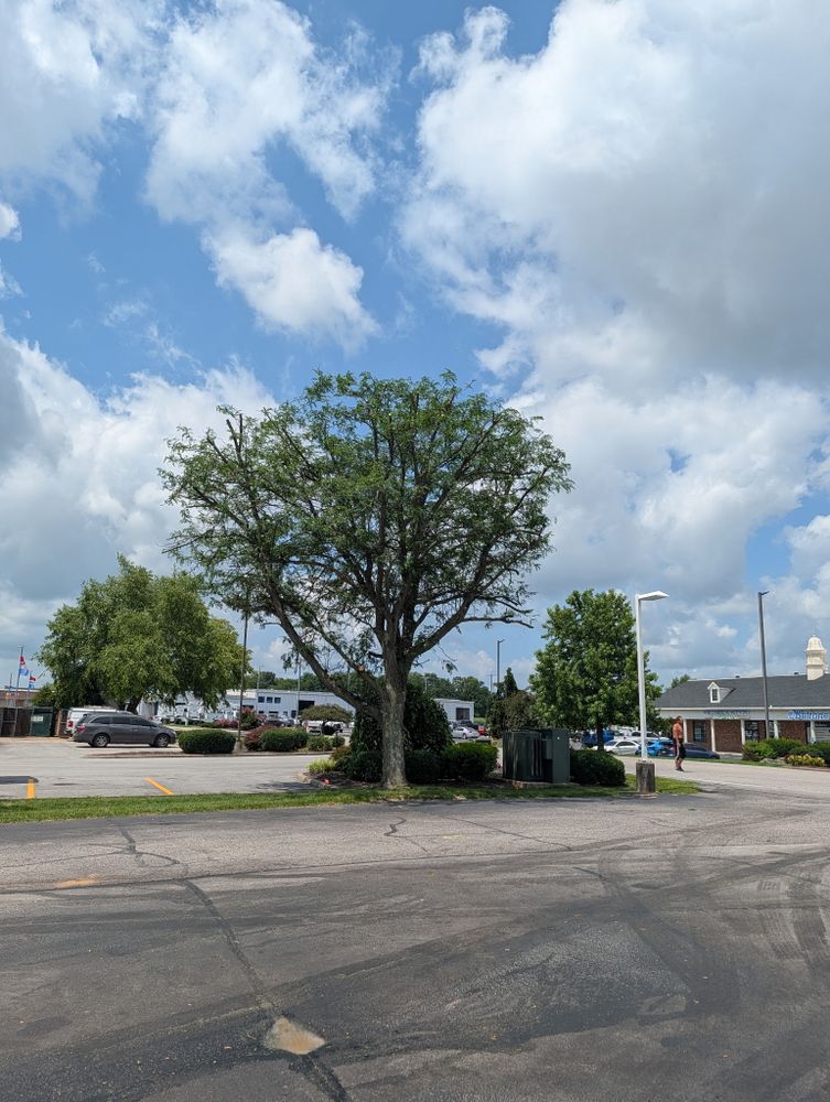 All Photos for Lightning Tree Service in Corydon, IN