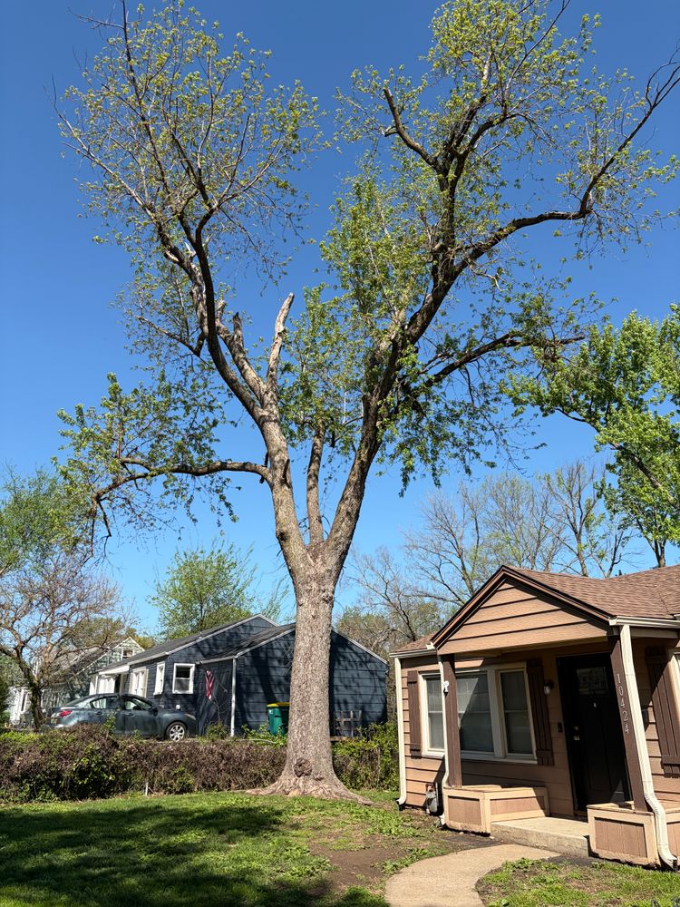 All Photos for Cross Family Tree Service in Kearney, MO