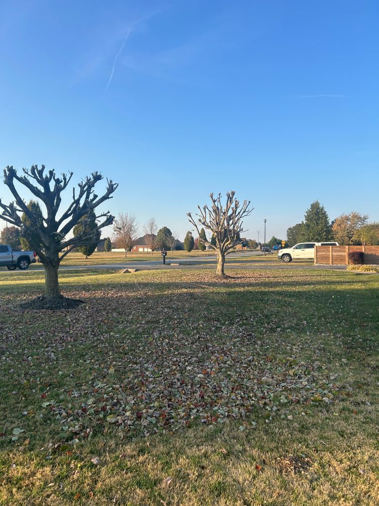 All Photos for Optimum Tree Service And Landscaping in Bowling Green, KY