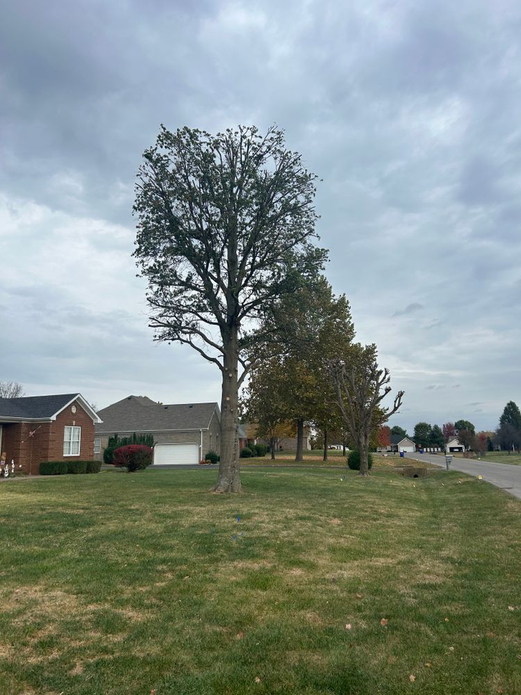 Tree Removal for Optimum Tree Service And Landscaping in Bowling Green, KY