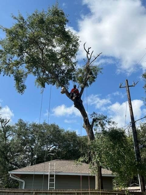 All Photos for Servin's Tree Care  in Houston, TX