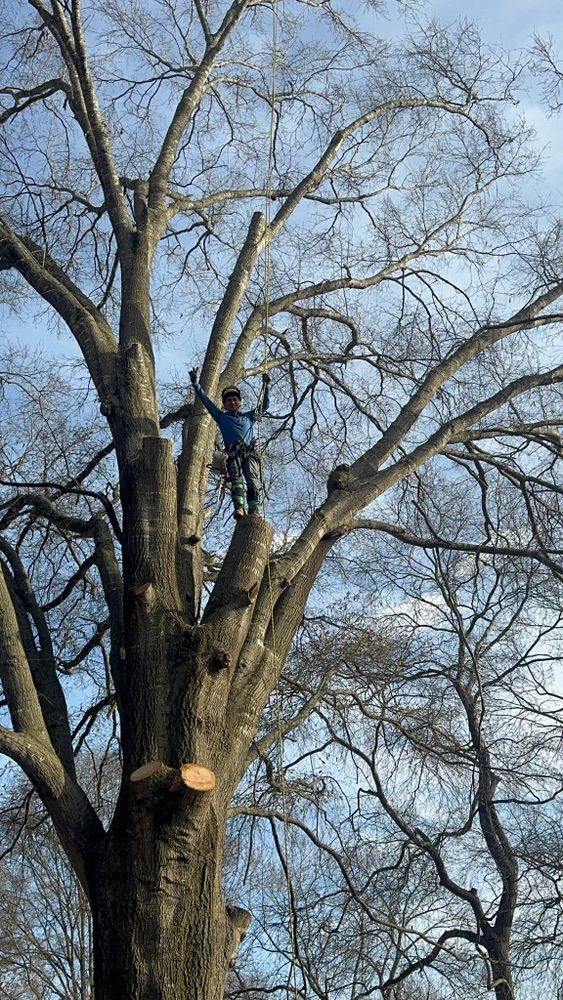 All Photos for Pedro's Tree Removal in Charlotte, NC