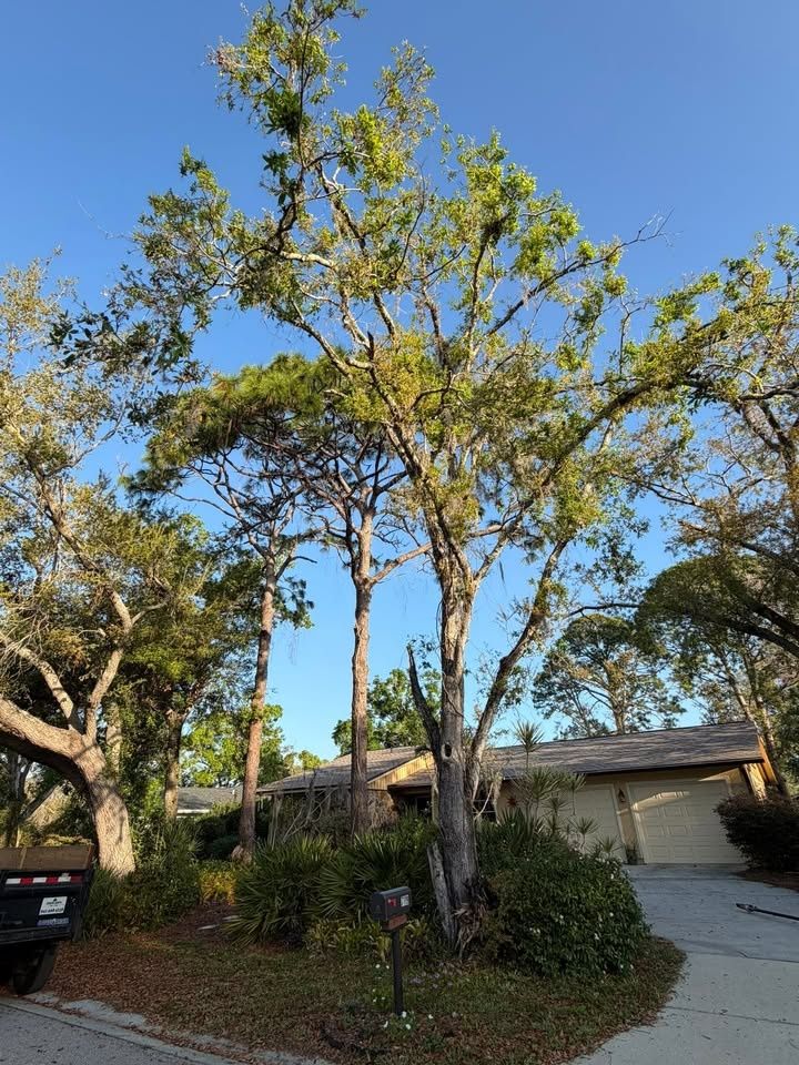 All Photos for Damian’s Tree Care in Sarasota, FL