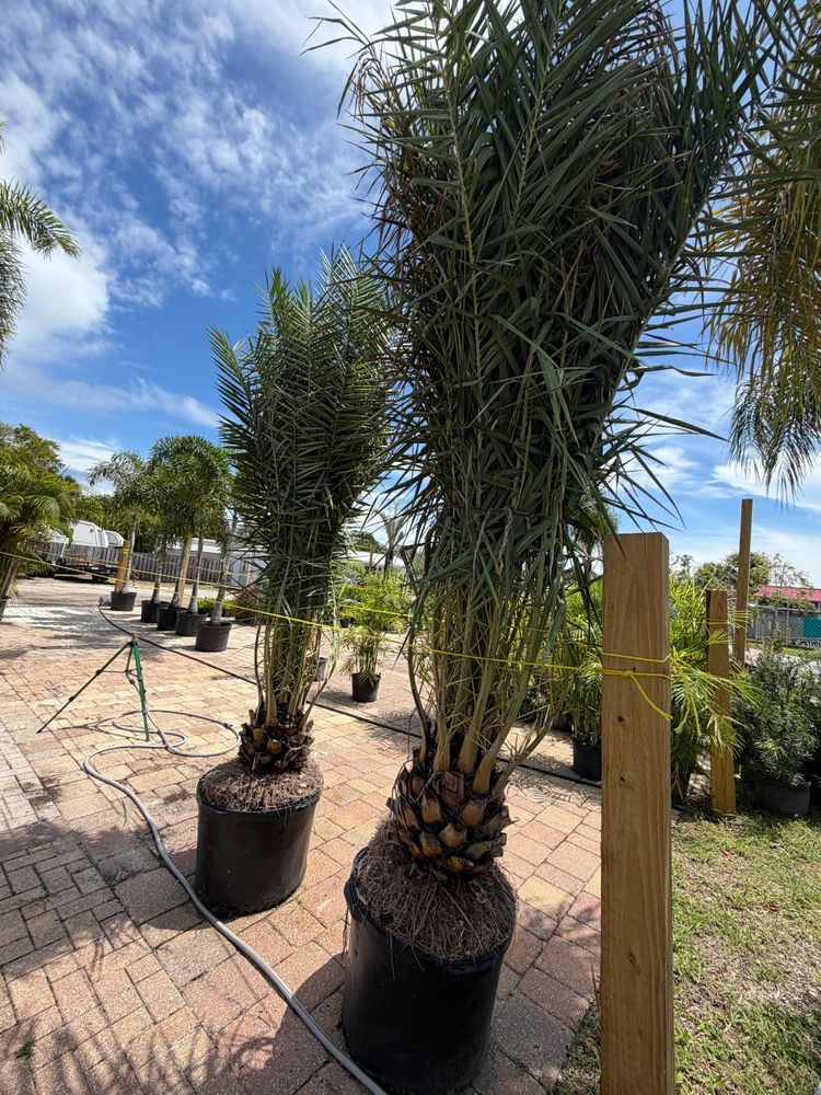 All Photos for Vanic's Landscaping in Port Orange, FL