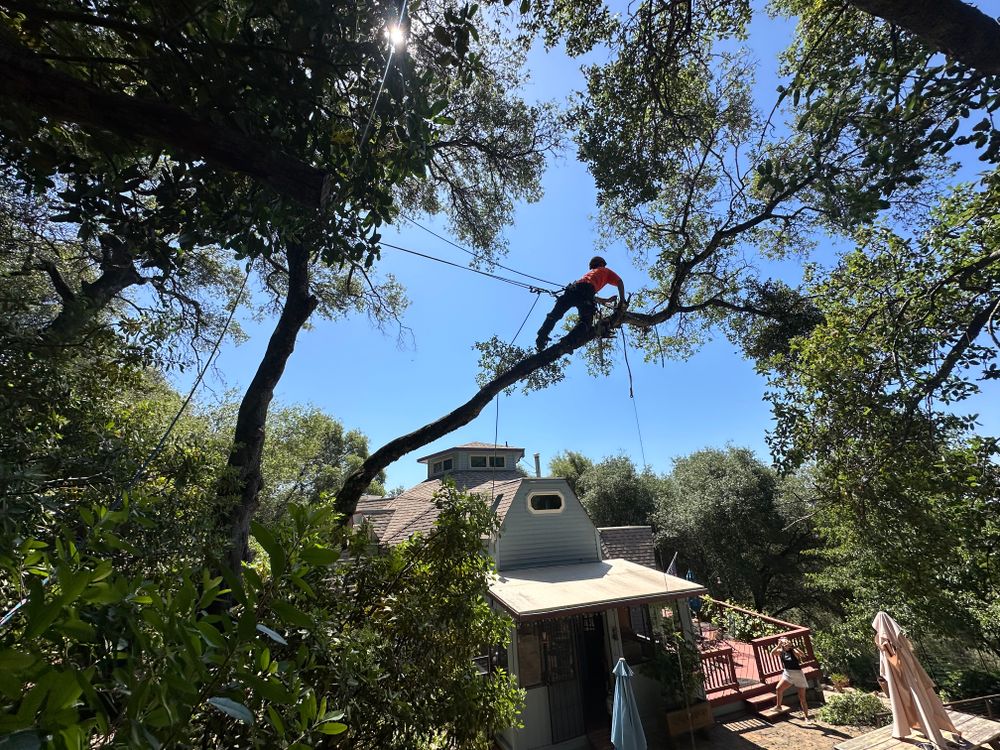 Our Tree Removal service safely and efficiently eliminates unwanted or hazardous trees, protecting your property while enhancing its beauty. Trust our skilled professionals for a seamless experience from start to finish. for Tyco Forest Management in Placerville, CA
