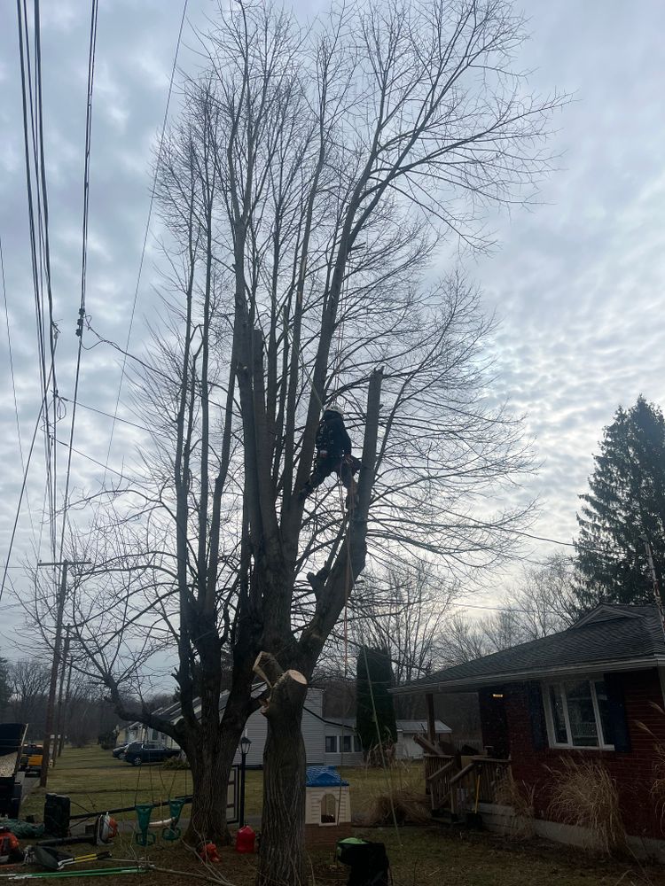 All Photos for Licensed to Cut Tree Service in Athens, PA