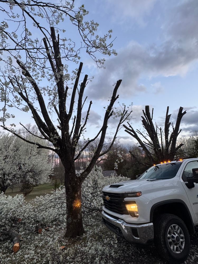 Our Tree Trimming service improves your trees’ health, safety, and appearance by removing overgrown or damaged branches, promoting strong growth, reducing hazards, and keeping your landscape neat and beautiful year-round. for Precision Cutz Tree Services, LLC in Coeburn, VA