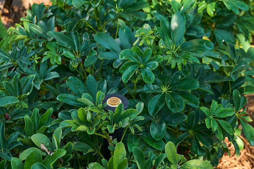 We deliver efficient, high-performance irrigation systems tailored to meet the demands of Florida’s unique climate. From complete irrigation installations to advanced pump systems and well setups, our team ensures optimal water distribution for lasting landscape health. for Arazoza Brothers Corporation in Miami, FL