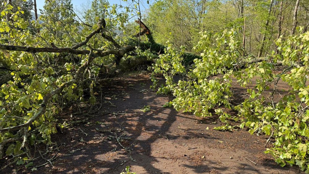 All Photos for Chipper's Tree Service  in Fort Payne, AL