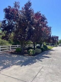 All Photos for Sammy's Tree Services in Sacramento, CA