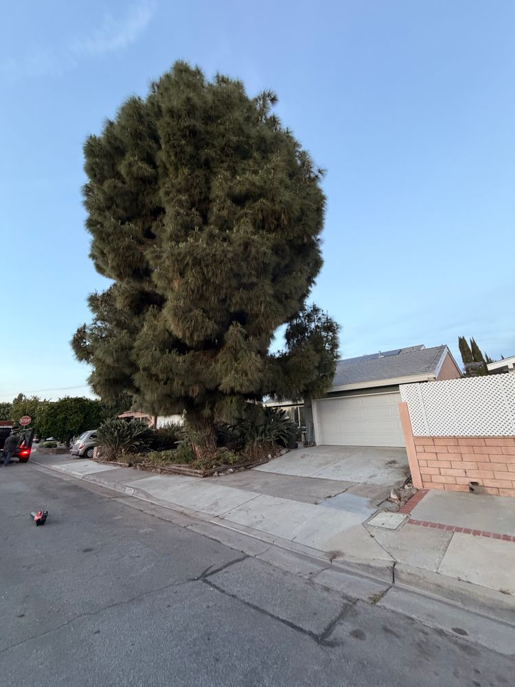All Photos for JJs Relocation Services in Orange County, CA