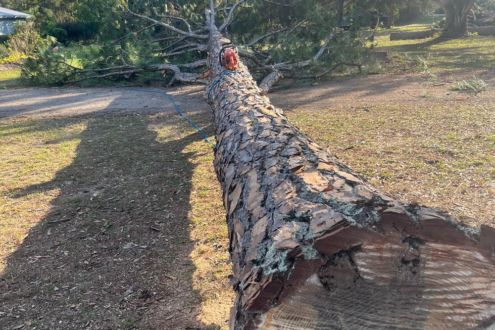 Tree Removal or Trimming  for All American Property Services in High Springs, FL