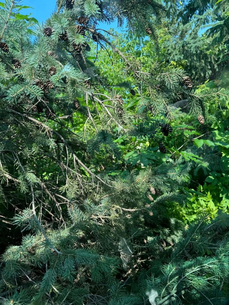 Land Clearing for RTK Co. Land Management in Raymond, MN