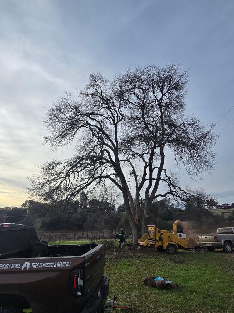 All Photos for Terra Heights Tree Experts & Landscaping  in Grass Valley,  CA