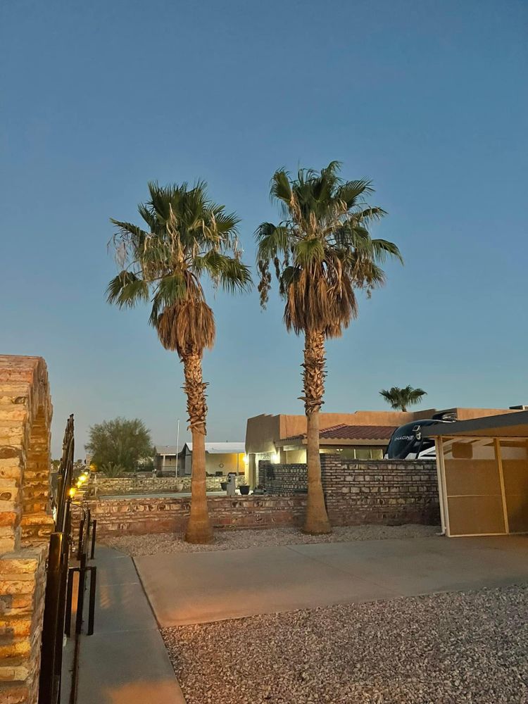 All Photos for Oliver L. Palm & Tree services in Yuma County, AZ