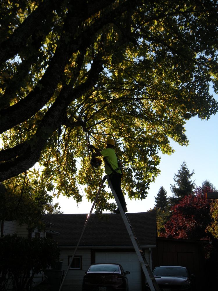 All Photos for Willamette Landscaping and Tree Services in Albany, OR