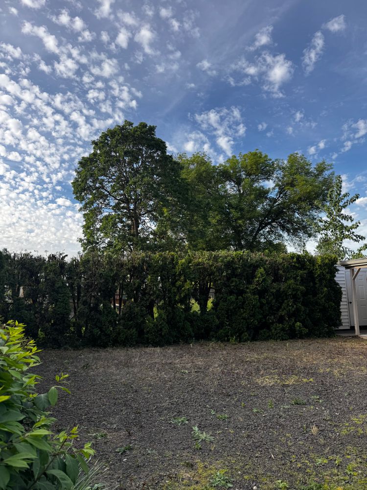 All Photos for Willamette Landscaping & Tree Services in Albany, OR