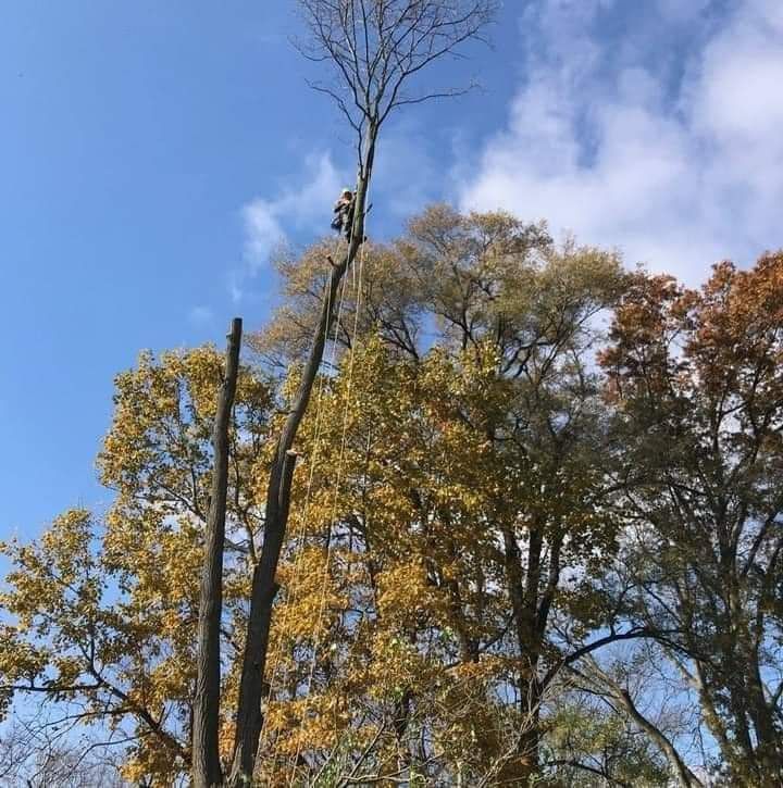 All Photos for Highborn Tree Service in Wheatfield, IN