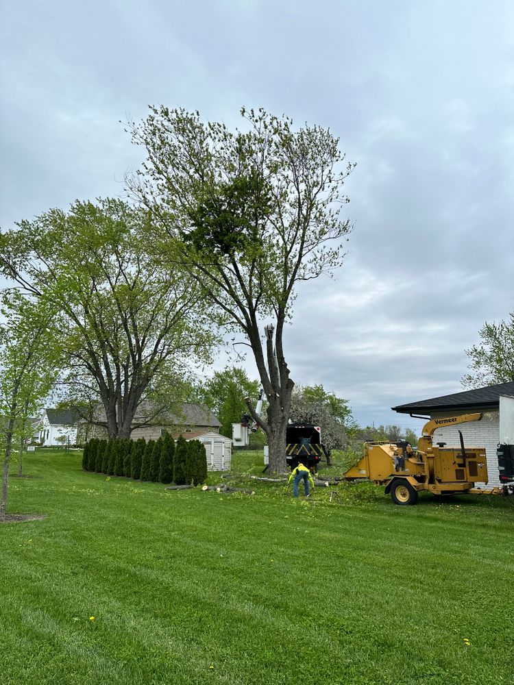 Tree & Stump Grinding Removal  for Torres Lawn & Landscaping in Valparaiso, IN