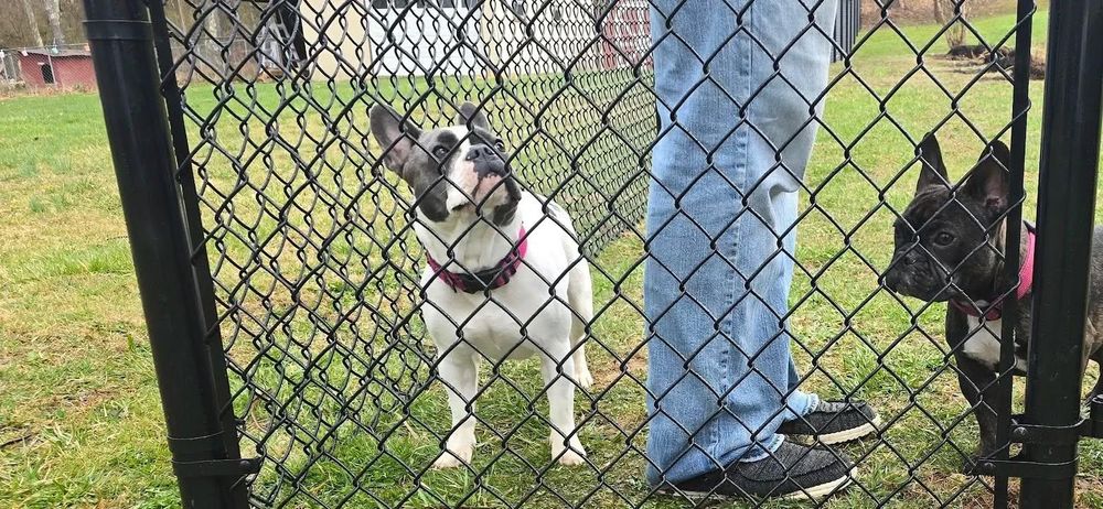 All Photos for Backyard Fence Solutions LLC in Uniontown, PA